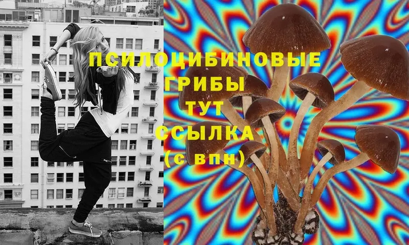 Псилоцибиновые грибы Cubensis  Анапа 